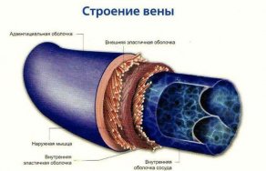 Строение вен