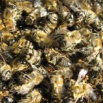 Как лечить варикоз на ногах пчелиным подмором?