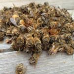 Как лечить варикоз на ногах пчелиным подмором?