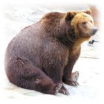 Медвежий жир от варикоза