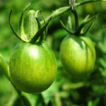 Как лечить варикоз зелеными помидорами?